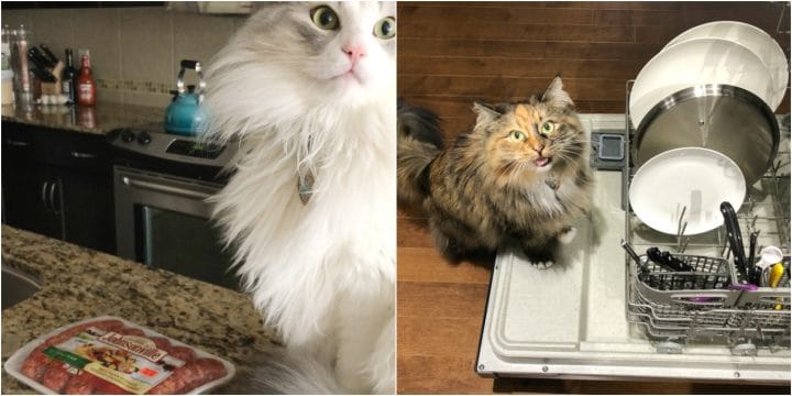 kitchen helper cats